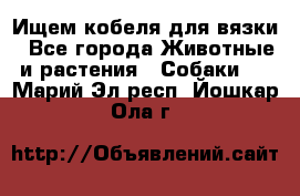 Ищем кобеля для вязки - Все города Животные и растения » Собаки   . Марий Эл респ.,Йошкар-Ола г.